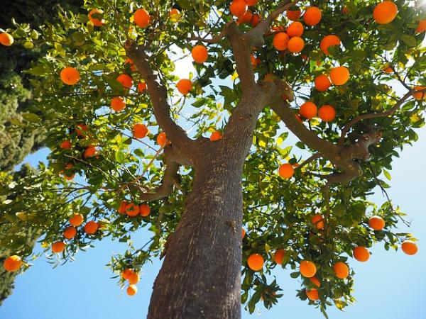 ▷ Abono para arboles frutales jovenes | Actualizado febrero 2023