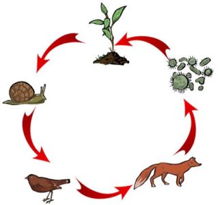 ¿Cómo Se Puede Hacer Un Ecosistema? | Actualizado Junio 2024