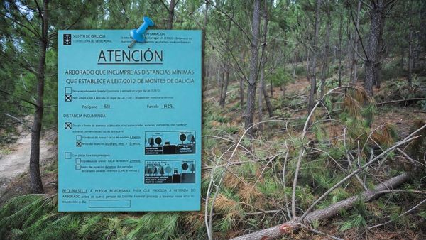▷ Distancia legal para plantar arboles en galicia | Actualizado enero 2023