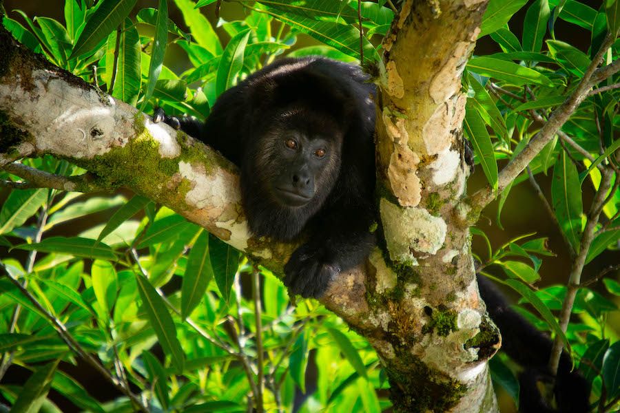 Flora Y Fauna De La Selva Lacandona Actualizado Mayo 2024 