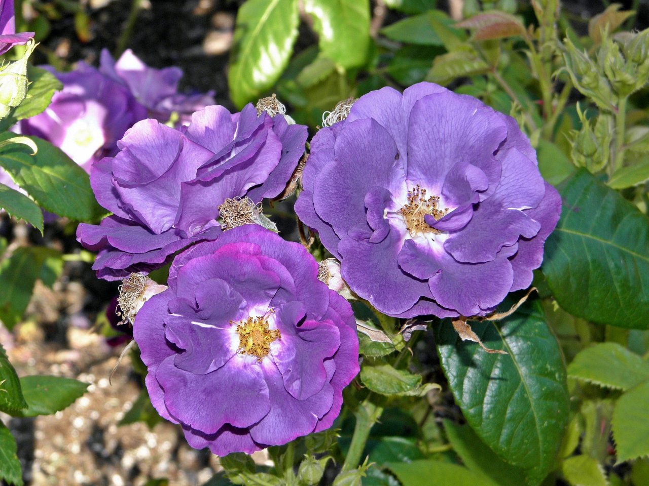 ▷ Planta aromática con flores de color violáceo | Actualizado febrero 2023