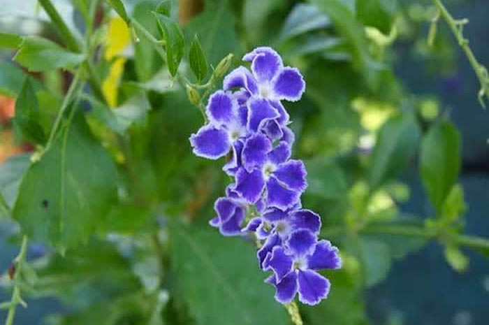 ▷ Planta trepadora de flores violetas y amarillas | Actualizado febrero 2023
