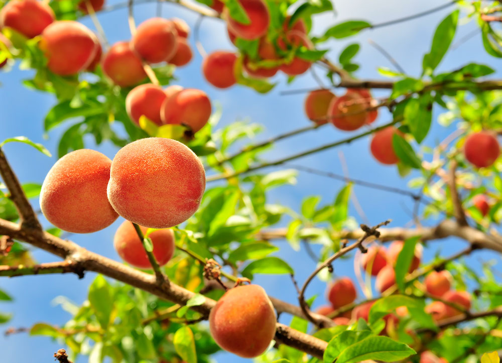 ▷ Plantar arboles frutales en galicia | Actualizado enero 2023