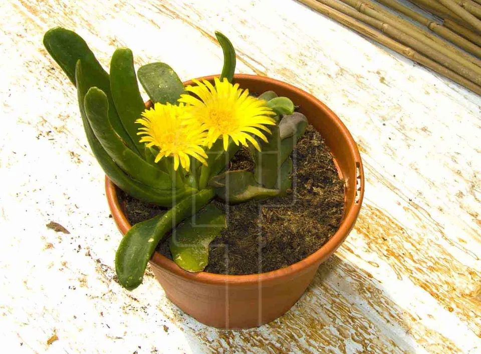 ▷ Plantas suculentas con flores amarillas | Actualizado febrero 2023
